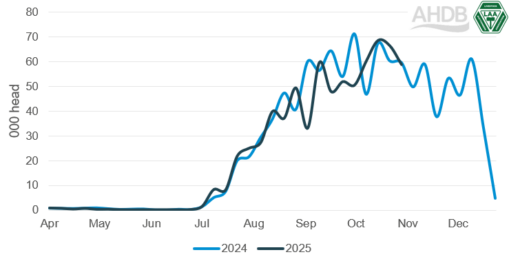 Graph showing store sheep throughputs 2024 and 2025